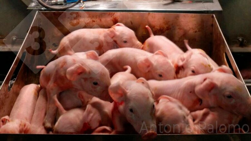 Figliata&nbsp;di 16 suinetti di&nbsp;una scrofa iperprolifica.
