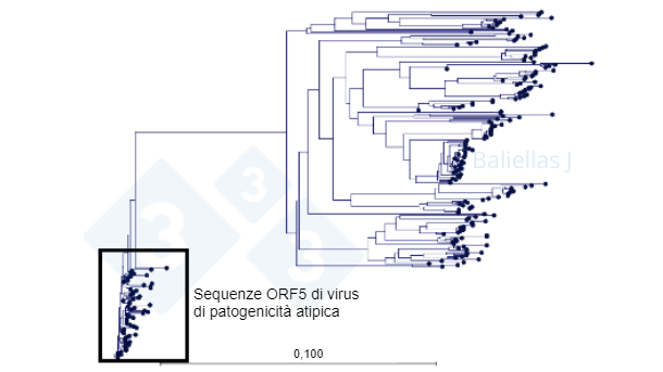 Figura 1: Albero filogenetico con la storia delle sequenze ORF5 rilevate in una regione nel corso di 4 anni.
