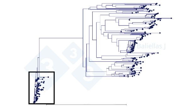 Figura 1: Albero filogenetico con la storia delle sequenze ORF5 rilevate in una regione nel corso di 4 anni.
