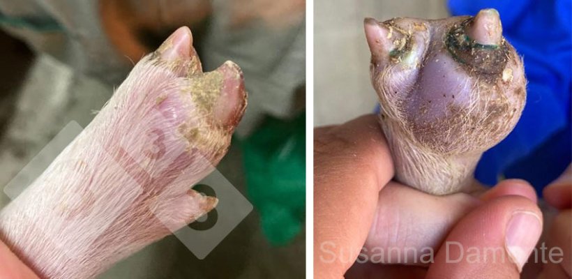 Figura 1. Infiammazione e infezione del cercine coronario.
