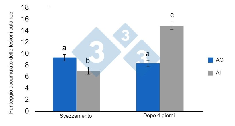 Figura 3. Medie dei&nbsp;minimi quadrati ed errori standard del punteggio cumulativo delle lesioni&nbsp;nei suinetti svezzati precedentemente alloggiati in AG (stabulazione di gruppo) o AI (stabulazione individuale) prima dello svezzamento. Le differenze significative sono indicate con lettere diverse (p <0,05) (da Schrey et al., 2019).
