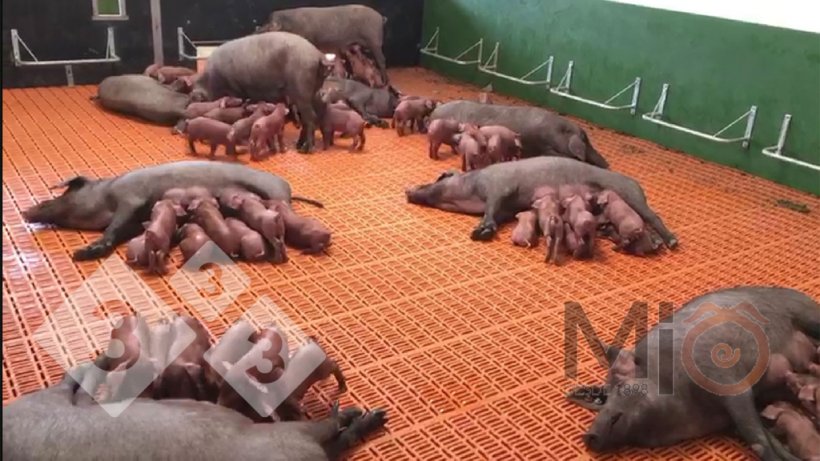 Figura 2. Un esempio di box per l'allattamento di gruppo in cui sia le scrofe che i suinetti possono mescolarsi e interagire. Fonte: mio1989.com
