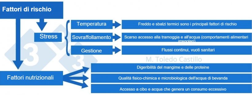 Schema 2: Tabella dei fattori di rischio associati alla presentazione della colibacillosi.
