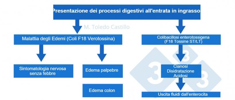 Schema 1. Patogenesi dei processi colibacillari all&#39;entrata nell&#39;ingrasso dei suini.
