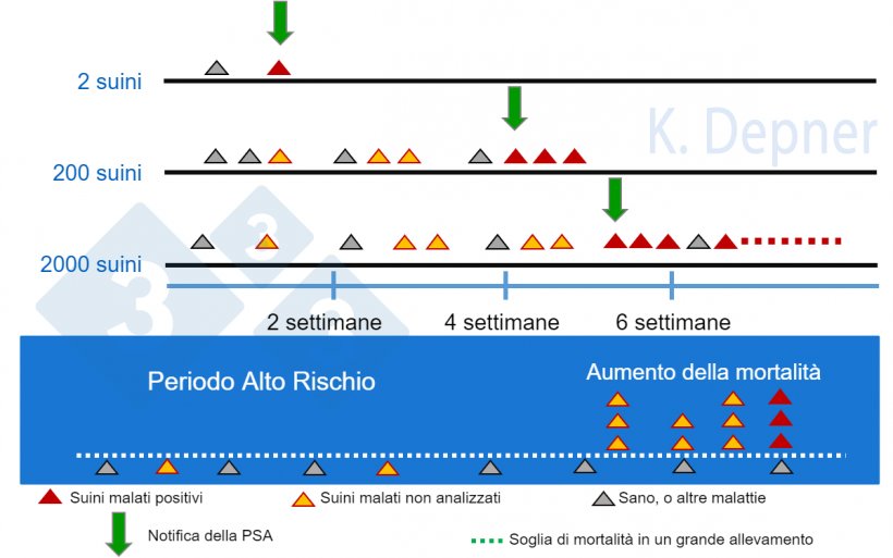 Figura 1. Periodo ad alto rischio e dimensione dell&#39;allevamento. In quelli piccoli di solito &egrave; pi&ugrave; facile rilevare precocemente la PSA a causa del piccolo numero di capi, mentre in quelli grandi i primi suini&nbsp;malati o morti possono passare inosservati...
