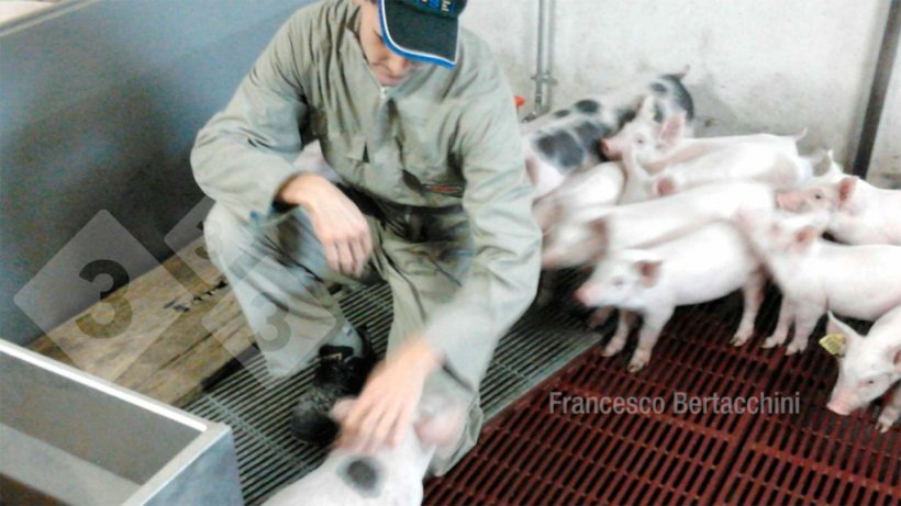 A differenza di altre attivit&agrave; moderne dove il fattore umano ha scarsa incidenza, in allevamento questo aspetto &egrave; tuttora imprescindibile.
