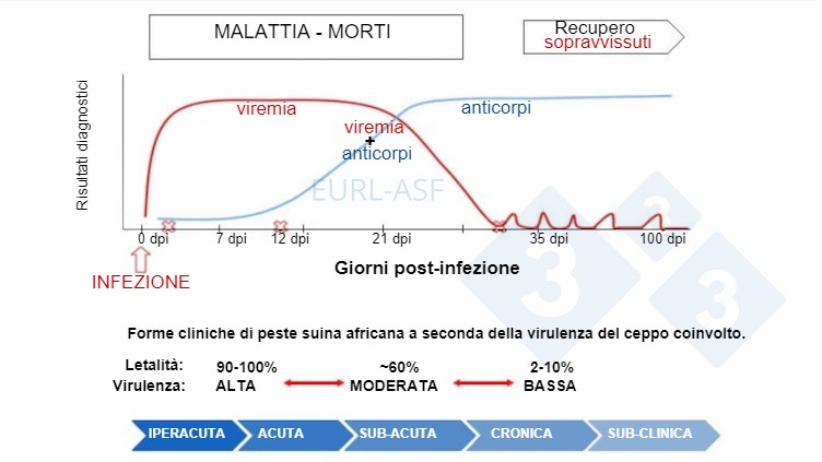 Figura 1. Diagramma della rilevazione di virus e anticorpi, nonch&eacute; della variabilit&agrave; nella virulenza del ceppo dopo l&#39;esposizione alla PSA. Fonte: Laboratorio di riferimento dell&#39;Unione europea per la PSA.
