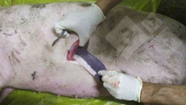 Foto 1. Campionamento in caso di sospetto di PSA. Foto per gentile concessione della dott.ssa Nadezhda Konovalova.
