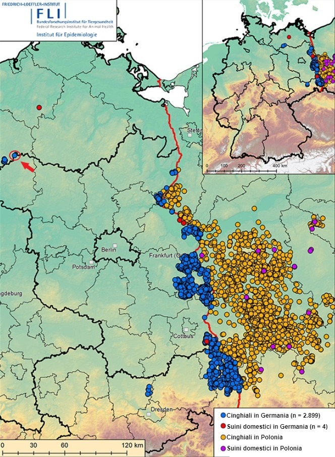 Peste suina africana in Germania e Polonia occidentale dal settembre 2020 (al 3 dicembre 2021). Fonte: FLI.
