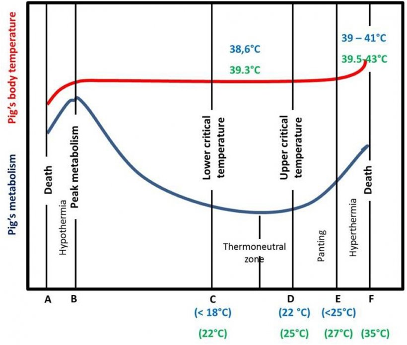 termo