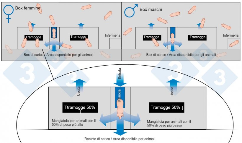 Figura 1: Schema di ingrasso con grandi gruppi e classificazione automatica.
