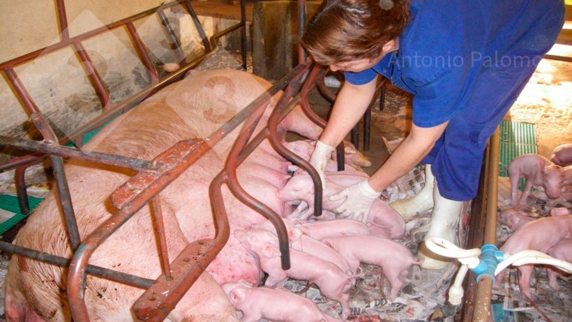 Foto 1. Somministrazione corretta del colostro nei&nbsp;suinetti appena nati (Palomo, A).
