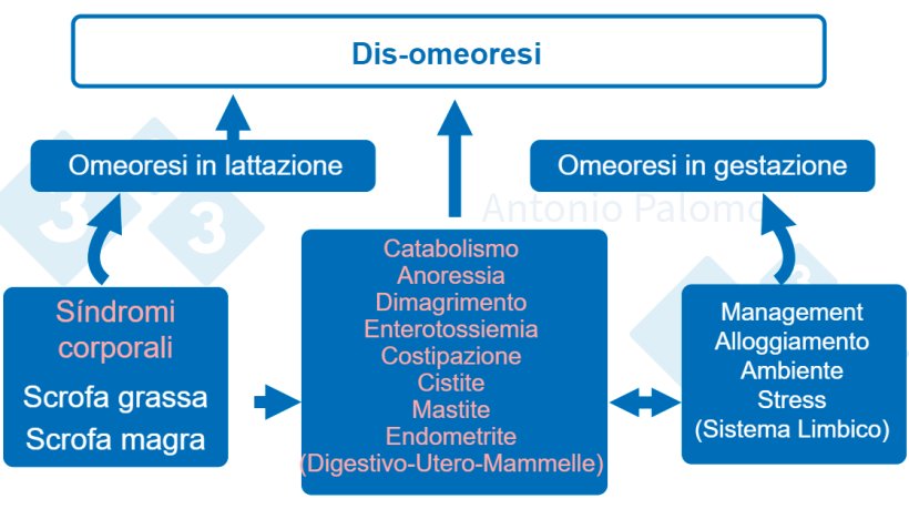Figura 1. Disturbi metabolici nelle scrofe. Fisiopatologia postpartum, 2015. (Palomo, 2015).