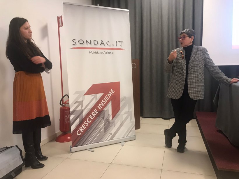 sondac 4