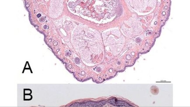 Fig. 5. (A) Sezione trasversale dell'intera base della coda di un tipico suinetto di controllo colorato con ematossilina ed eosina. Numerose unità pilosebacee costituite da un follicolo pilifero, una ghiandola sebacea e una setola predominano immediatamente al di sotto dell'epitelio e si estendono in profondità nel derma. Barra della scala: 500μm. (B) Sezione trasversale del derma di un tipico suinetto di controllo colorato con HE. Numerosi follicoli piliferi contenenti setole sono distribuiti in tutto il derma e sono strettamente associati alle ghiandole sebacee. Le fibre di collagene del derma formano una fitta rete e sono circondate da cellule del tessuto connettivo. Un epitelio perfettamente funzionante forma lo strato esterno. Barra della scala: 100μm.