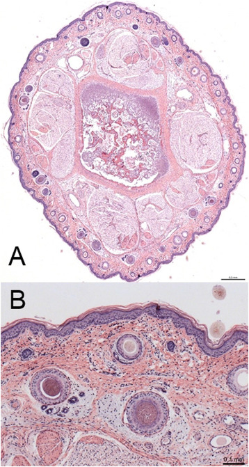 Fig. 5. (A) Sezione trasversale dell&#39;intera base della coda di un tipico suinetto di controllo colorato con ematossilina ed eosina. Numerose unit&agrave; pilosebacee costituite da un follicolo pilifero, una ghiandola sebacea e una setola predominano immediatamente al di sotto dell&#39;epitelio e si estendono in profondit&agrave; nel derma. Barra della scala: 500&mu;m. (B) Sezione trasversale del derma di un tipico suinetto di controllo colorato con HE. Numerosi follicoli piliferi contenenti setole sono distribuiti in tutto il derma e sono strettamente associati alle ghiandole sebacee. Le fibre di collagene del derma formano una fitta rete e sono circondate da cellule del tessuto connettivo. Un epitelio perfettamente funzionante forma lo strato esterno. Barra della scala: 100&mu;m.
