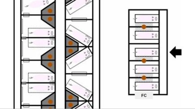 Fig. 1. Distribuzione dei sistemi di parto testati nel presente studio. C'erano cinque recinti del sistema convenzionale con gabbie da parto (FC) in un posto parto e sei box SWAP e sei box JLF15 che sono i sistemi di gabbia a chiusura temporanea in un'altra unità di parto. Le frecce indicano gli ingressi alle unità parto. I disegni dei suini indicano la posizione delle scrofe al momento della stabulazione, eccetto quelli sui box superiori di SWAP e JLF15. I box superiori di SWAP e JLF15 indicano l'area disponibile per le scrofe libere. I quadrati che delimitano le scrofe indicano le gabbie da parto (le linee continue sono i lati fissi, e le linee tonde e tratteggiate sono le sponde regolabili) (periodo di cova per FC: dall'ingresso allo svezzamento; per SWAP e JLF15: da 1 giorno dalla data prevista per il parto a 3 giorni dopo il parto). I cerchi arancioni indicano le lampade per suinetti. I trapezi grigi nei box SWAP e JLF15 indicano le aree nido per i suinetti. I quadrati con il motivo a zig zag che riempiono i box FC indicano i tappetini riscaldanti per suinetti. I quadrati con il motivo a strisce verticali strette che riempiono i box SWAP e JLF15 indicano le rastrelliere di paglia. Le forme delle staffe nei box SWAP e JLF15 indicano i binari di protezione dei suinetti. I quadrati con il riempimento del motivo a strisce verticali scure indicano i cancelli con sbarre di metallo nei box SWAP. Le pareti inclinate dei box SWAP non indicate in figura sono installate ai lati fissi delle casse.