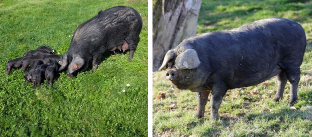 Figura 2. Scrofa Guascone con suinetti (a sinistra) e verro&nbsp;(a destra). Gentile concessione fotografica: Consortium noir de Bigorre.
