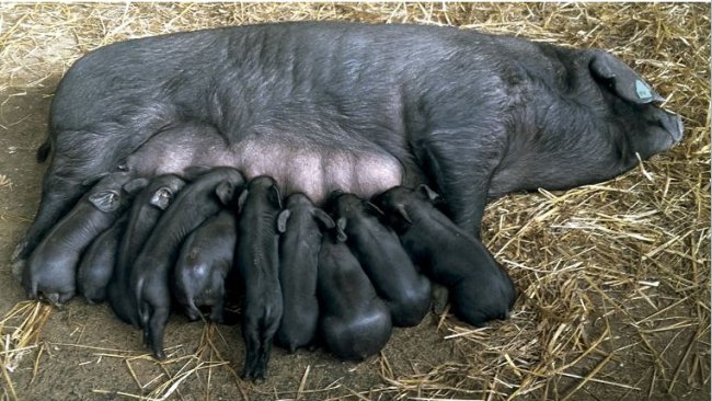 Figura 2 e 3. Scrofa di Nero di Slavonia con suinetti (a sinistra) e verro (a destra).