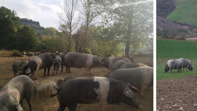 Figura 2 e 3. Scrofa di Cinta Senese con suinetti (a sinistra) everro (a destra).