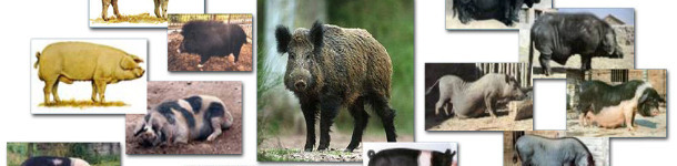 Variazione fenotipica