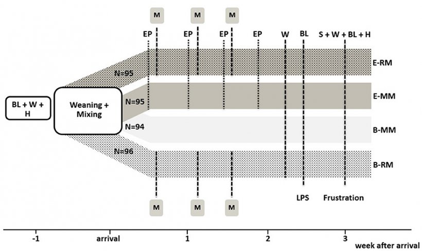 Figura 1. Configurazione sperimentale con panoramica dei quattro gruppi di trattamento e delle procedure sperimentali. BL indica prelievo di sangue, W indica pesatura, H indica prelievo dei pelli, EP indica 20 minuti di accesso all&#39;arena di gioco arricchita, M indica miscolamento, S indica prelievo di saliva. N si riferisce al numero di suini per trattamento.
