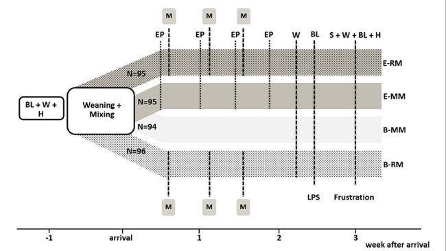 Figura 1. Configurazione sperimentale con panoramica dei quattro gruppi di trattamento e delle procedure sperimentali. BL indica prelievo di sangue, W indica pesatura, H indica prelievo dei pelli, EP indica 20 minuti di accesso all'arena di gioco arricchita, M indica miscolamento, S indica prelievo di saliva. N si riferisce al numero di suini per trattamento.