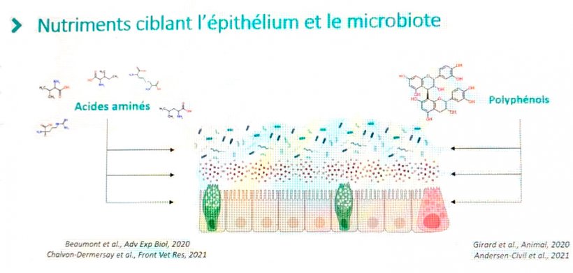 Nutrienti diretti&nbsp;all&#39;epitelio ed al microbiota.
