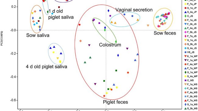 Figura 2. Risultati dell'analisi PCoA della diversità microbica dei campioni di suini Jinfen White e Mashen. Risultati dell'analisi delle coordinate principali (PCoA) della saliva della scrofa e del suinetto, dell'ambiente dell'ambiente parto, delle feci della scrofa e del suinetto, del colostro e della secrezione vaginale della scrofa. La coordinata principale 1 (PC1) rappresenta la quantità del microbiota, la coordinata principale 2 (PC2) rappresenta l'uniformità della comunità microbica.