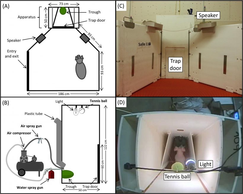 Fig 1. Panoramica dell&#39;arena di prova e dell&#39;apparato.
(A) Schizzo dell&#39;arena di prova vista dall&#39;alto, compreso l&#39;apparato e gli altoparlanti; (B) Schizzo dell&#39;apparato visto di lato, compresa la telecamera, la luce, il tubo di plastica e il passante. In una topografia laterale,&nbsp; il&nbsp;materiale utilizzato per le punizioni, inclusa la pallina da tennis legata ad una&nbsp;lenza, il compressore d&#39;aria con&nbsp;una pistola ad aria compressa e una pistola a spruzzo d&#39;acqua; (C) Immagine dell&#39;apparato visto frontalmente; (D) Immagine dell&#39;apparato di test visto dall&#39;alto con un suino&nbsp;alla mangiatoia.
