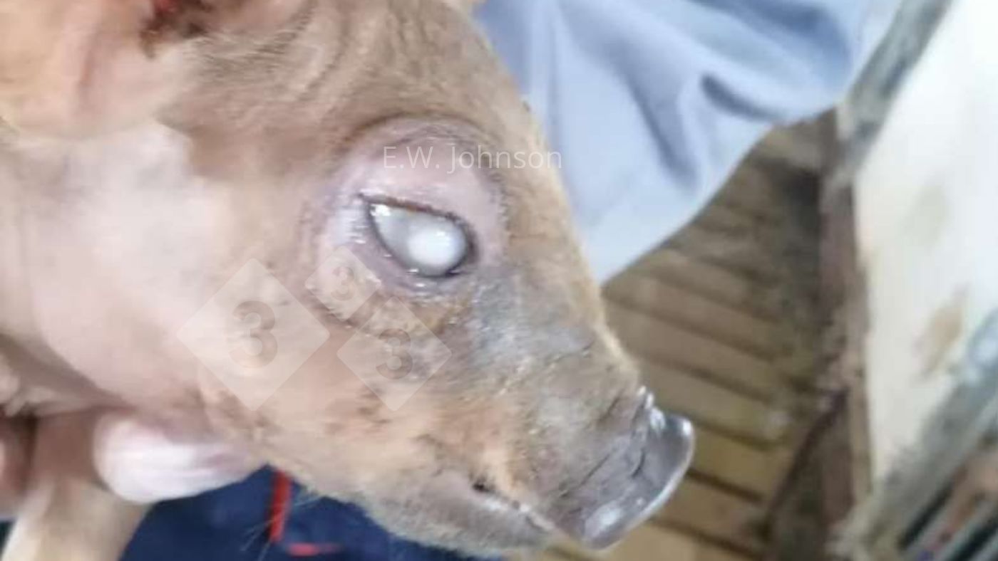 Immagine 1. Suino&nbsp;con opacit&agrave; corneale.
