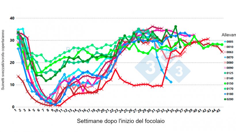 Figura 2. Cambiamenti nei suinetti svezzati/&nbsp;scrofa coperta/anno nel tempo dopo il focolaio&nbsp;di PRRSv (variante 1-4-4 L1C in 12 diversi allevamenti, che mostra che il calo della produttivit&agrave; impiega fino a 30 settimane per riprendersi).
