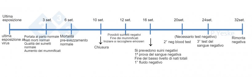 Figura 1. Cronologia della stabilizzazione dopo l&#39;esposizione al virus PRRS. Descrive alcuni dei passaggi da seguire durante l&#39;eliminazione dei virus e cosa aspettarsi. Siamo consapevoli che ogni allevamento&nbsp;avr&agrave; circostanze uniche che potrebbero alterare questa sequenza temporale, ma questo &egrave; un riferimento per quando inizia il processo.
