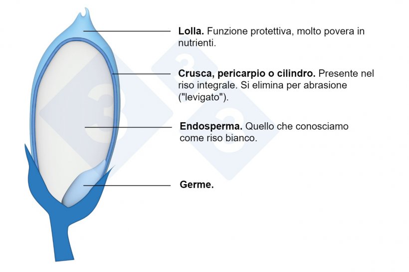 Componentes del grano de arroz.