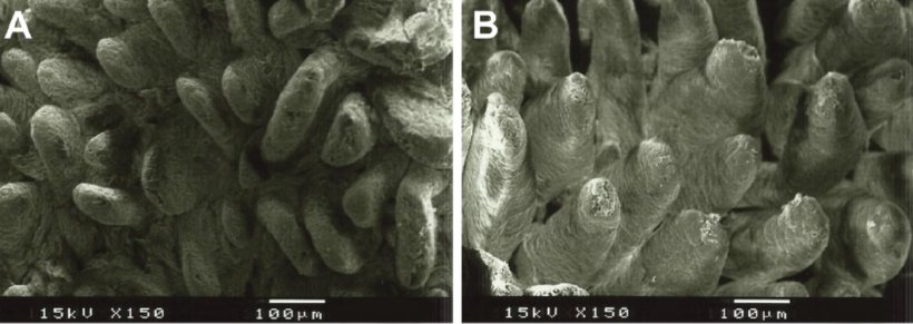 Figura 2. Immagine al microscopio elettronico della superficie della mucosa duodenale nei suinetti svezzati alimentati con A: dieta senza fibre aggiunte (altezza dei villi: 538 &micro;m) e B: 1% di lignocellulosa (altezza dei villi: 616 &micro;m) (adattato da Silva-Guillen et al., 2022).
