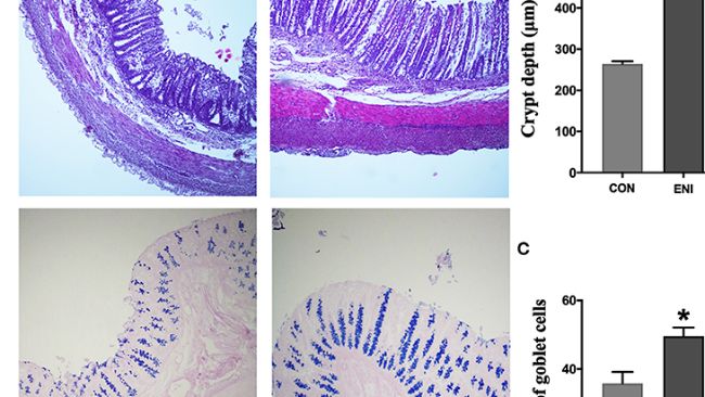 FIGURA 3. Effetti degli interventi di nutrizione dopo la nascita&nbsp;sulla morfologia del colon e sul numero di cellule caliciformi. CON, gruppo di controllo, ENI, gruppo di interventi di nutrizione precoce. (UN). Colorazione HE e PAS del tessuto del colon. (B) La profondit&agrave; della cripta del colon. (C) Il numero di cellule caliciformi del colon. I dati sono espressi come media &plusmn; SEM (n = 4). Il test t per campioni indipendenti &egrave; stato utilizzato per confrontare i dati tra due gruppi. *P < 0,05.
