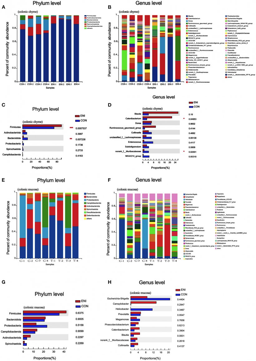 FIGURA 7. Composizione della comunit&agrave; del microbiota intestinale nel chimo del colon e nella mucosa del colon dei suinetti. CON, gruppo di controllo, ENI, gruppo di interventi di nutrizione precoce. (A) Le abbondanze relative del microbiota nel chimo del colon a livello di phylum. (B) Le abbondanze relative del microbiota nel chimo del colon a livello di genere. (C) I primi 6 batteri nel chimo del colon a livello di phylum confronto statistico delle abbondanze relative. (D) I primi 10 batteri nel chimo del colon al confronto statistico a livello di genere delle abbondanze relative. (E) Le abbondanze relative del microbiota nella mucosa del colon a livello di phylum. (F) Le abbondanze relative del microbiota nella mucosa del colon a livello di genere. (G) I primi 6 batteri nella mucosa del colon a livello di phylum confronto statistico delle abbondanze relative. (H) I primi 10 batteri nella mucosa del colon a livello di genere confronto statistico delle abbondanze relative. I dati sono espressi come media &plusmn; SEM (n = 4). Il test t per campioni indipendenti &egrave; stato utilizzato per confrontare i dati tra due gruppi. *P &lt; 0,05.
&nbsp;
