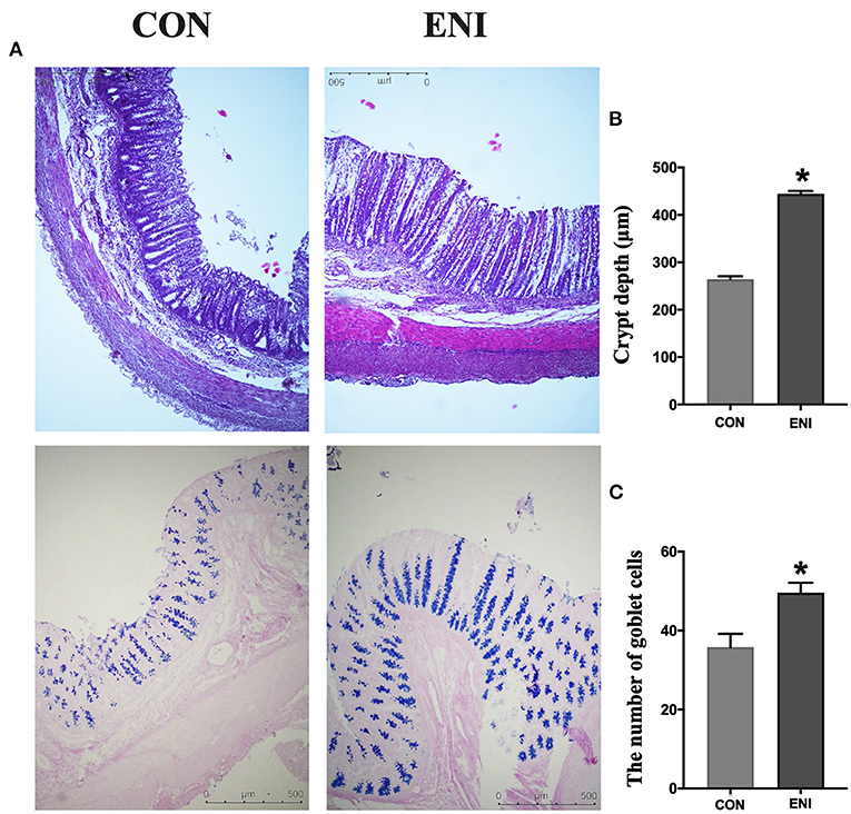 FIGURA 3. Effetti degli interventi di nutrizione dopo la nascita&nbsp;sulla morfologia del colon e sul numero di cellule caliciformi. CON, gruppo di controllo, ENI, gruppo di interventi di nutrizione precoce. (UN). Colorazione HE e PAS del tessuto del colon. (B) La profondit&agrave; della cripta del colon. (C) Il numero di cellule caliciformi del colon. I dati sono espressi come media &plusmn; SEM (n = 4). Il test t per campioni indipendenti &egrave; stato utilizzato per confrontare i dati tra due gruppi. *P &lt; 0,05.
