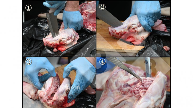 Figura 2: Per evitare la contaminazione crociata durante il prelievo di campioni di cervello, seguire un ordine rigoroso durante l&#39;autopsia e utilizzare un coltello resistente, sterilizzato alla fiamma (e raffreddato) per aprire il cranio e pinze/forbici passate alla fiamma&nbsp;e raffreddate per rimuovere il cervello.
