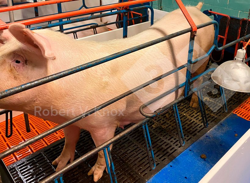 Immagine 3. Scrofa&nbsp;con dorso infossato.
