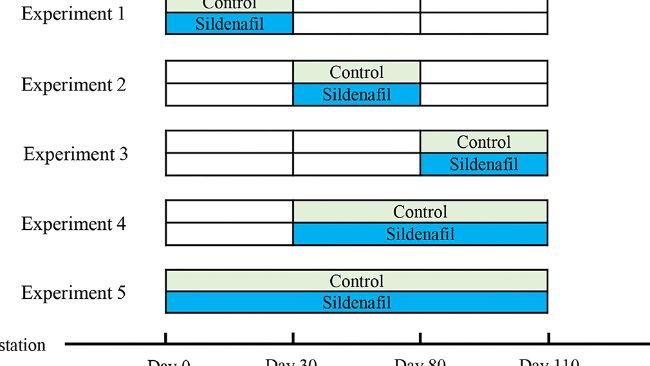 Figura 1. Rappresentazione schematica del disegno sperimentale in base a differenti periodi di supplementazione durante la gestazione.