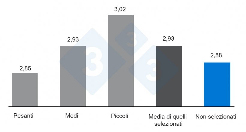 Grafica 3. Effetto del pareggiamento o no dei suini secondo il loro peso sull&#39;indice di conversione. Adattato da&nbsp;O&rsquo;Quinn et al. 2001.
