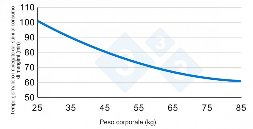 Grafico 2. Variazione del tempo dedicato al consumo di mangimi durante la fase di accrescimento.&nbsp;Adattato da&nbsp;Hyun et al., 1997.
