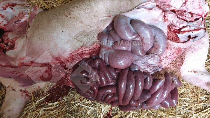 Foto 2. Necroscopia ha evidenziato la sindrome dell&#39;intestino emorragico, in questo caso determinato da una torsione gastrica.
