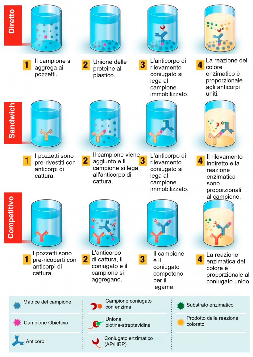 Figura 1. Descrizione generale&nbsp;del test diagnostico basato sul test di immunoassorbimento enzimatico (ELISA). L&#39;ELISA pu&ograve; essere presentato in diversi formati in base alle differenze nell&#39;immobilizzazione degli antigeni e nella marcatura&nbsp;degli anticorpi.&nbsp;Nell&#39;ELISA diretto, gli antigeni del virus legati a una fase solida plastica vengono rilevati mediante l&#39;aggiunta di un anticorpo coniugato. Nell&#39;ELISA sandwich, l&#39;anticorpo di cattura si lega alla fase solida plastica. Gli antigeni nel campione si legheranno all&#39;anticorpo di cattura e verranno quindi rilevati da un secondo anticorpo marcato con un enzima.&nbsp;Nell&#39;ELISA competitivo, l&#39;antigene del virus dal campione viene preincubato con l&#39;anticorpo primario e quindi aggiunto a un pozzetto rivestito di anticorpo secondario insieme a un antigene coniugato con l&#39;enzima che compete con l&#39;antigene del campione per il legame con l&#39;anticorpo primario. Pi&ugrave; antigene virale nel campione, meno antigene coniugato si legher&agrave; e minore sar&agrave; il segnale. Fonte: adattato da Ghaffari et al. 2020.
