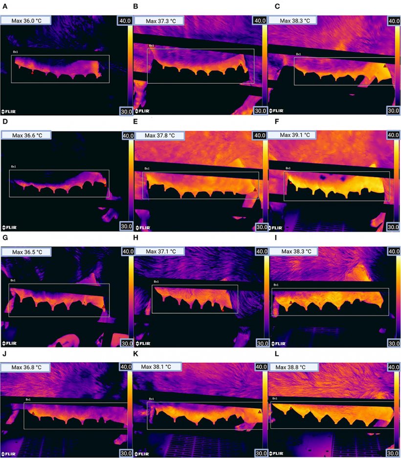 Figura 2. Immagini termografiche della ghiandola mammaria sinistra di scrofe per (A) gruppo di parità 1 (sano), (B) gruppo di parità 1 (clinicamente sospetto), (C) gruppo di parità 1 (malato), (D) gruppo di parità 2 (sano), (E) gruppo di parità 2 (clinicamente sospetto), (F) gruppo di parità 2 (malato), (G) gruppo di parità 3 (sano), (H) gruppo di parità 3 (clinicamente sospetto), (I) parità gruppo 3 (malato), (J) gruppo di parità 4 (sano), (K) gruppo di parità 4 (clinicamente sospetto) e (L) gruppo di parità 4 (malato). Il triangolo rosso all'interno del rettangolo nell'immagine mostra la posizione del pixel con la temperatura più alta (vedi Temperatura massima in alto a sinistra nell'immagine). (La figura è stata creata con BioRender.com)