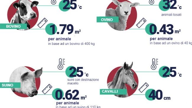 Spazio e temperature consigliate per animale. Fonte: EFSA.