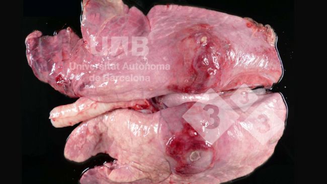 Figura 1. Pleuropolmonite fibrino-necrotizzante compatibile con App. Fonte: UAB.
