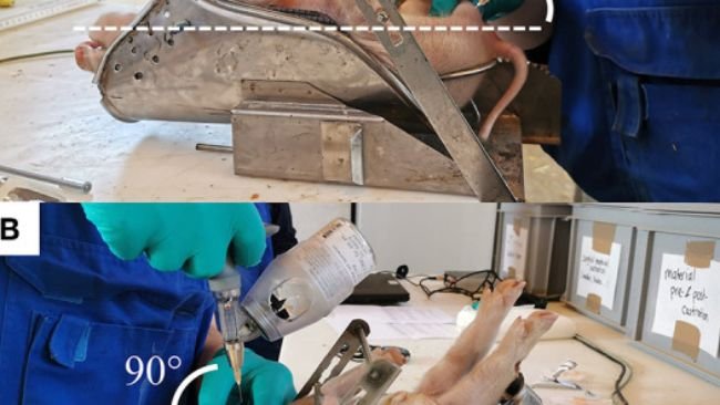 Figura 1 I due metodi di iniezione dell'anestetico locale. (A) L'angolo di inserimento dell'ago è mostrato per i metodi intra-funicolare (IF) e (B) intra-testicolare (IT).