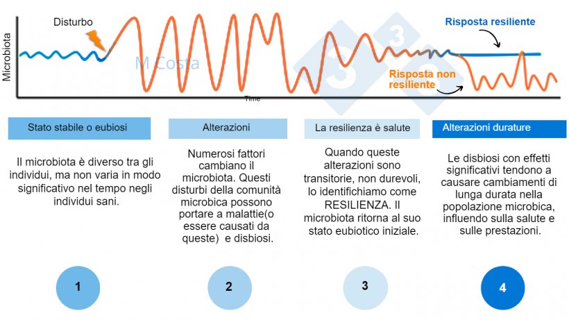 Figura 1 - Diagramma ipotetico che rappresenta la risposta del microbiota ad un disturbo. 1) Gli individui sani hanno un normale grado di variazione nel loro microbiota, che non porta a malattie (questo &egrave; chiamato eubiosi). 2) Un disturbo (ad esempio, stress termico) pu&ograve; portare all&#39;instabilit&agrave; del microbiota, causando malattie. 3) Il microbiota resiliente torner&agrave; a uno stato simile a quello prima del disturbo, in cui non c&#39;&egrave; malattia. 4) Il microbiota che non &egrave; resiliente non &quot;recuperer&agrave;&quot; e soffrir&agrave; di disbiosi e malattie.
